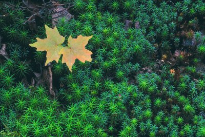 Moss leaves.