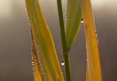 Dew on Reeds