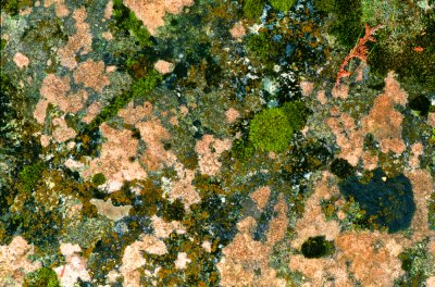 Moss Lichen Granite