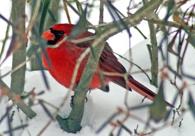 Cardinal Winter
