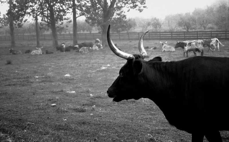 Misty Bovine Morning