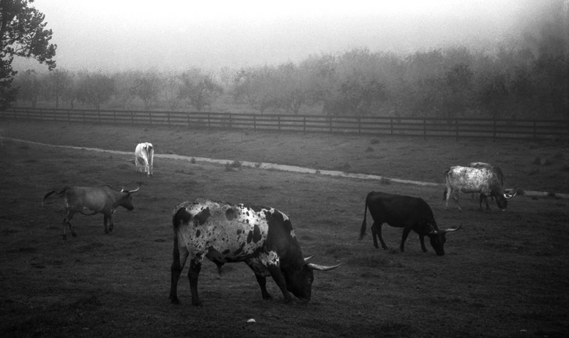 Formation Grazing