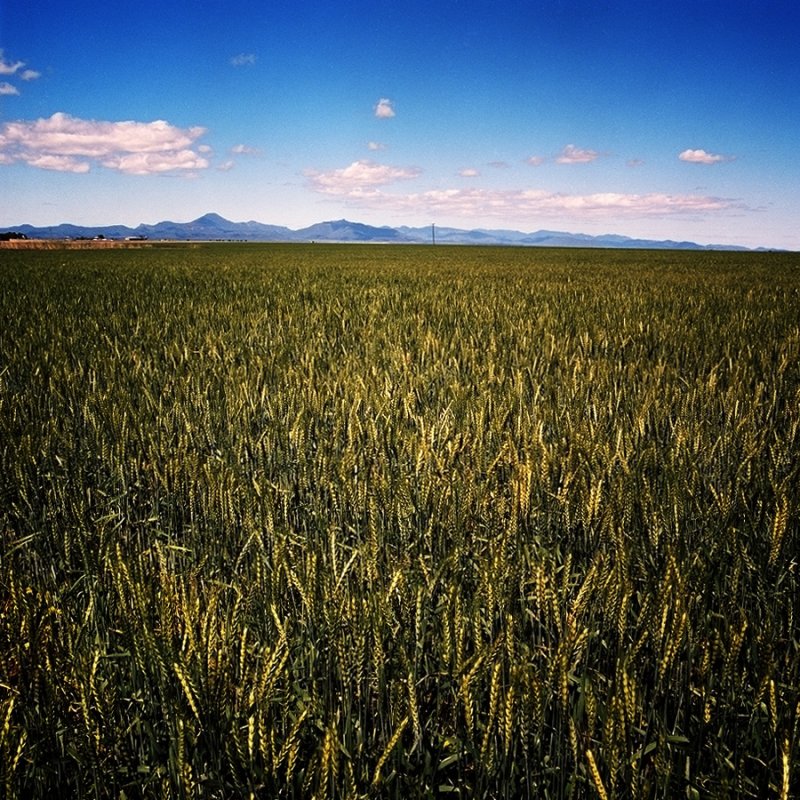 Wheatfield Early Spring