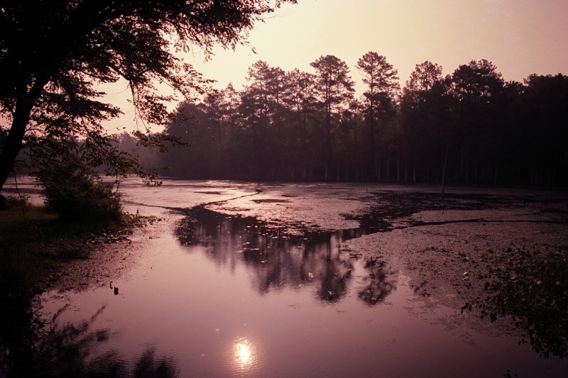 Forest Swamp Sunrise