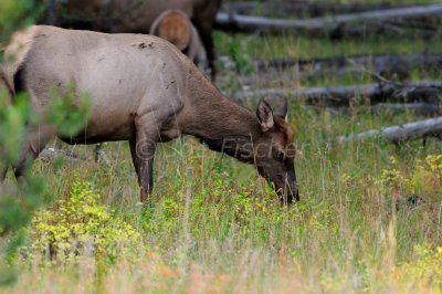 Grand Teton NP 09-21-08 0161