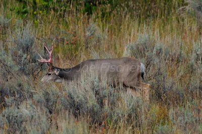 Grand Teton NP 09-21-08 0167
