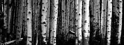 Grand Teton NP 09-22-08 0376 B&Wcrop