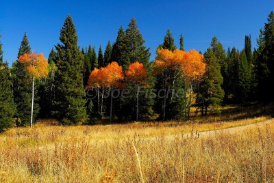 Grand Teton NP 09-26-08 1159