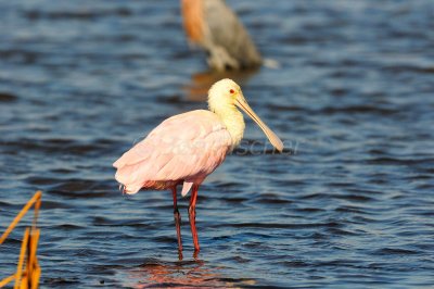 Brazoria NWR 10-19-08 0057.JPG
