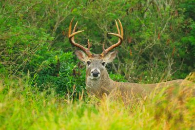 White-Tailed Deer