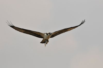 Follets Island 9-5-09 0050.JPG
