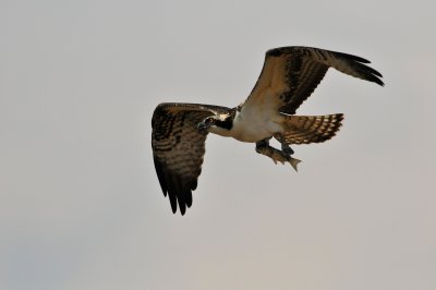 Follets Island 9-5-09 0061.JPG