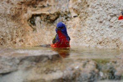 South Llano River SP 06-06-08 0012