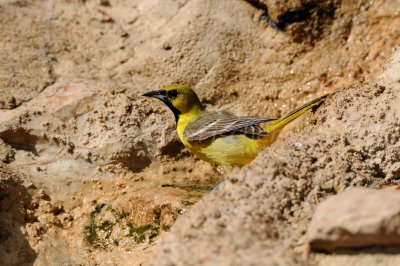 South Llano River SP 06-06-08 0092