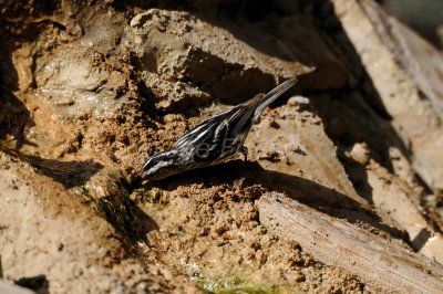 South Llano River SP 06-06-08 0125