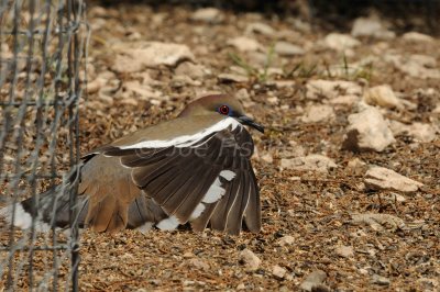 South Llano River SP 06-08-08 0770