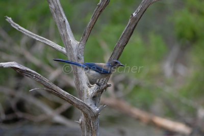 South Llano River SP 06-08-08 0711