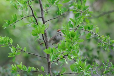 South Llano River SP 06-07-08 0397