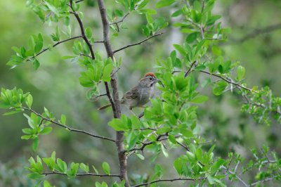 South Llano River SP 06-07-08 0398