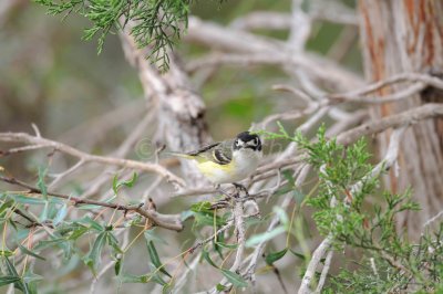 South Llano River SP 06-09-08 1117