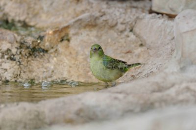South Llano River SP 06-09-08 1055