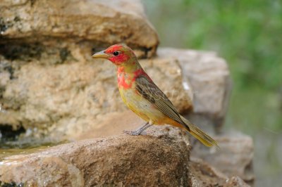 South Llano River SP 06-09-08 1194