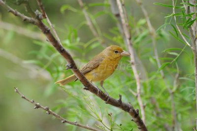 South Llano River SP 06-09-08 1262