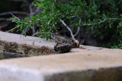 South Llano River SP 06-07-08 0220