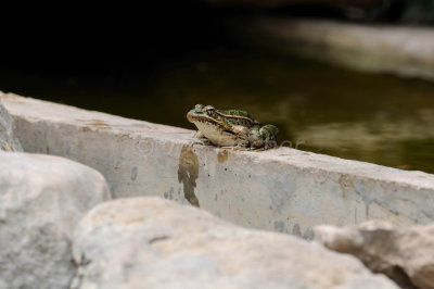 Southern Leopard Frog