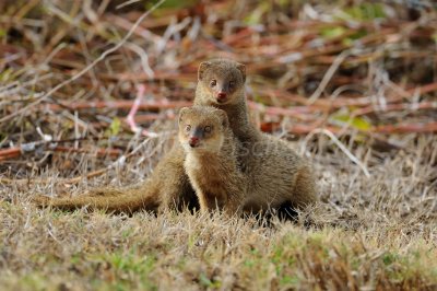 Indian Mongoose