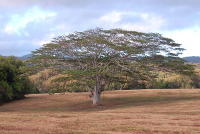 Hawaii 06-18-08 0180