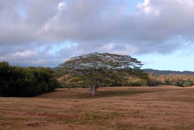 Hawaii 06-18-08 0182