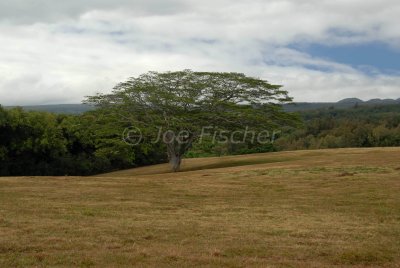Hawaii 06-19-08 0468