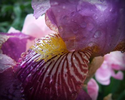 wet iris 0004.jpg