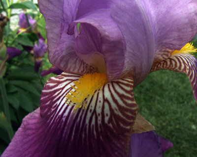 iris 1666.jpg