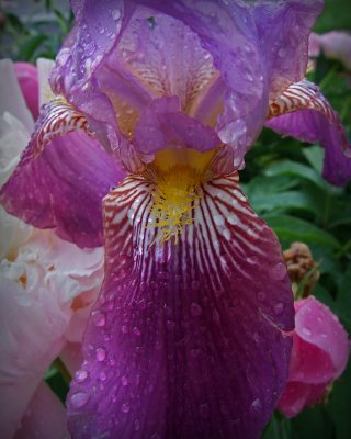 wet iris 1674.jpg