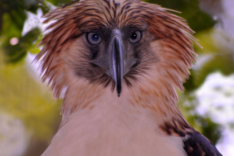 Philippine Eagle