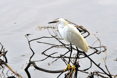 Egret