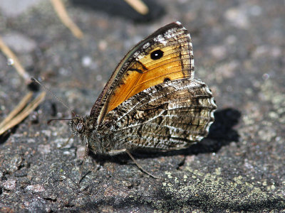 Sandgrsfjril - Grayling (Hipparchia semele)