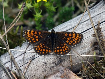 Skogsnätfjäril - Heath Fritillary (Melitaea athalia)