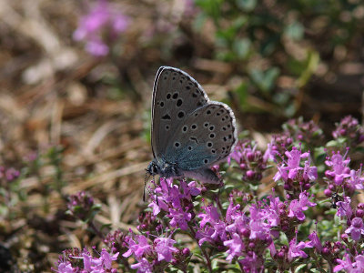 Svartflckig blvinge - Large blue (Maculinea arion)