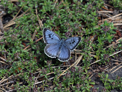 Svartflckig blvinge - Large blue (Maculinea arion)