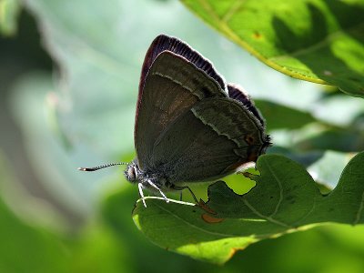 Eksnabbvinge - Purple Hairstreak (Favonius quercus)