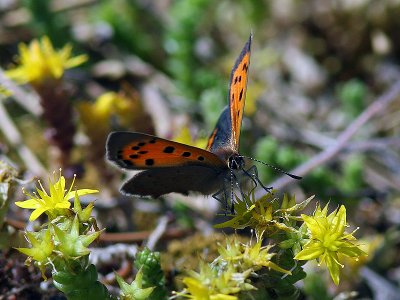 Mindre guldvinge - Small copper (Lycaena phlaeas)