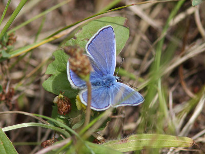 Puktrneblvinge - Common blue (Polyommatus icarus)