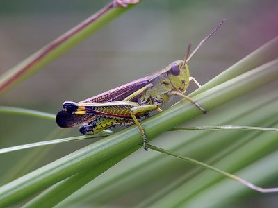 Krrgrshoppa - Large Marsh Grasshopper (Mecostethus grossus)