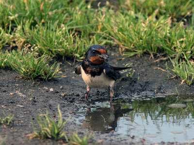 Ladusvala - Barn Swallow (Hirundo rustica)