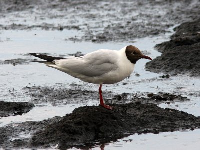 Skrattms - Black-headed Gull (Larus ridibundus)