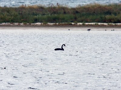 Svart svan - Black Swan (Cygnus atratus)