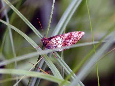 lggrsprlemorfjril - Lesser Marbled Fritillary (Brenthis ino)